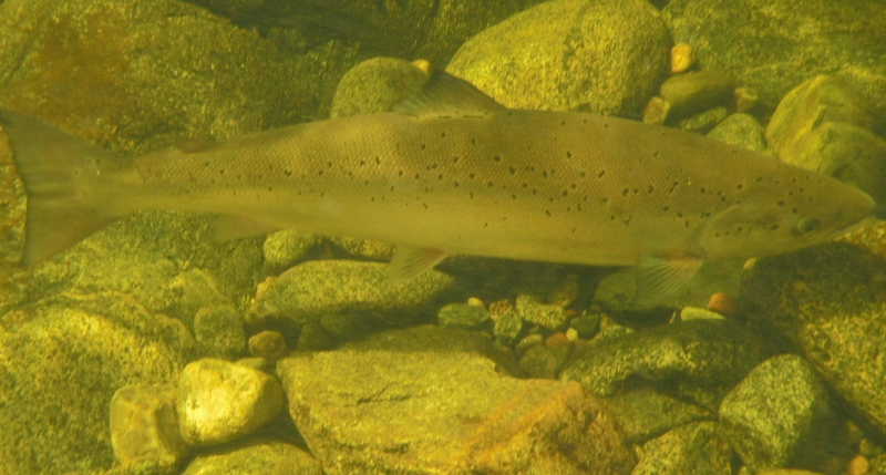 Atlantic Salmon