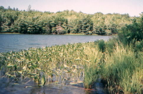 weedy shoreline