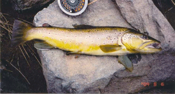 River Phillip Brown Trout